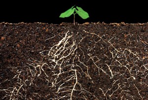 Plant roots